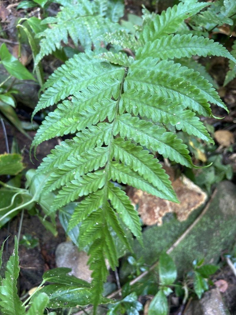 Crested Twinsorus Fern photo 6