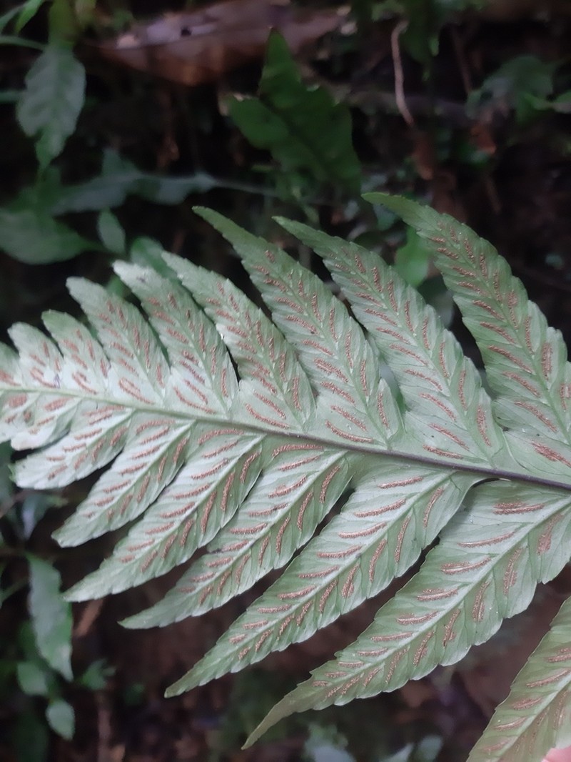 Crested Twinsorus Fern photo 7