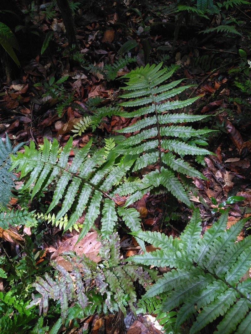 Crested Twinsorus Fern photo 8