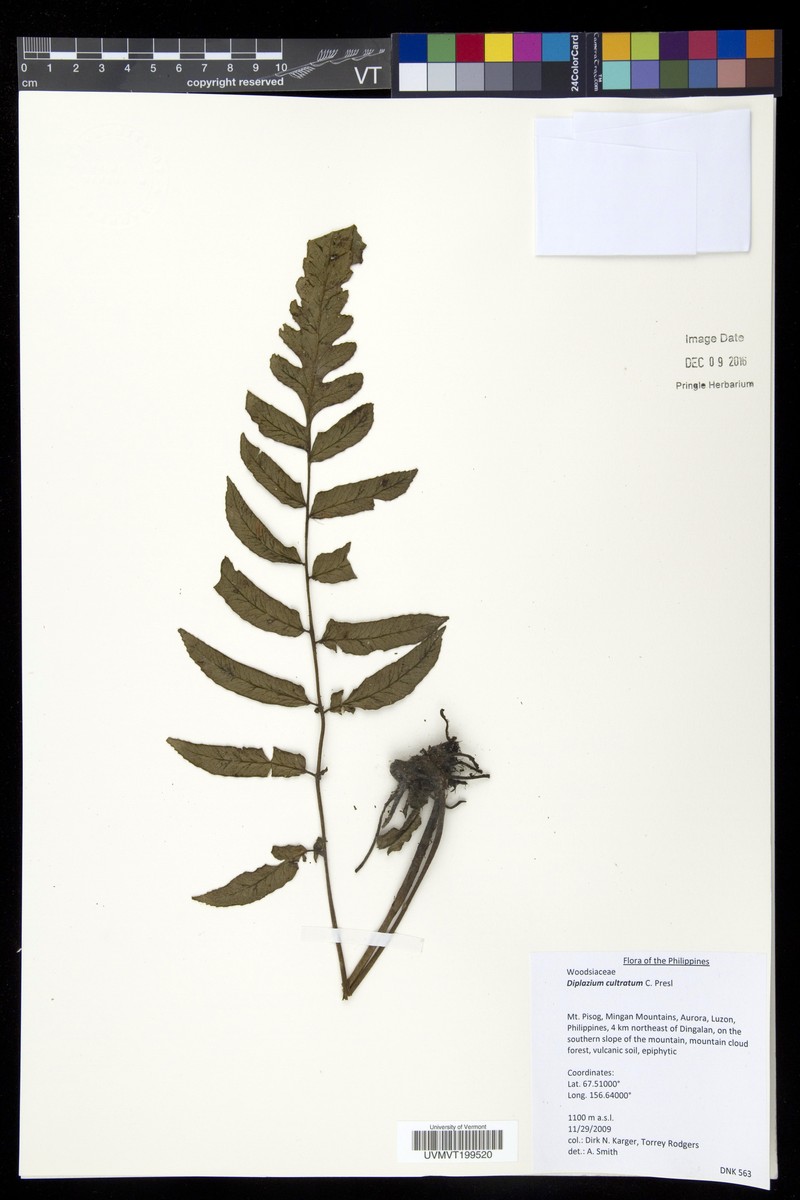 Diplazium cultratum