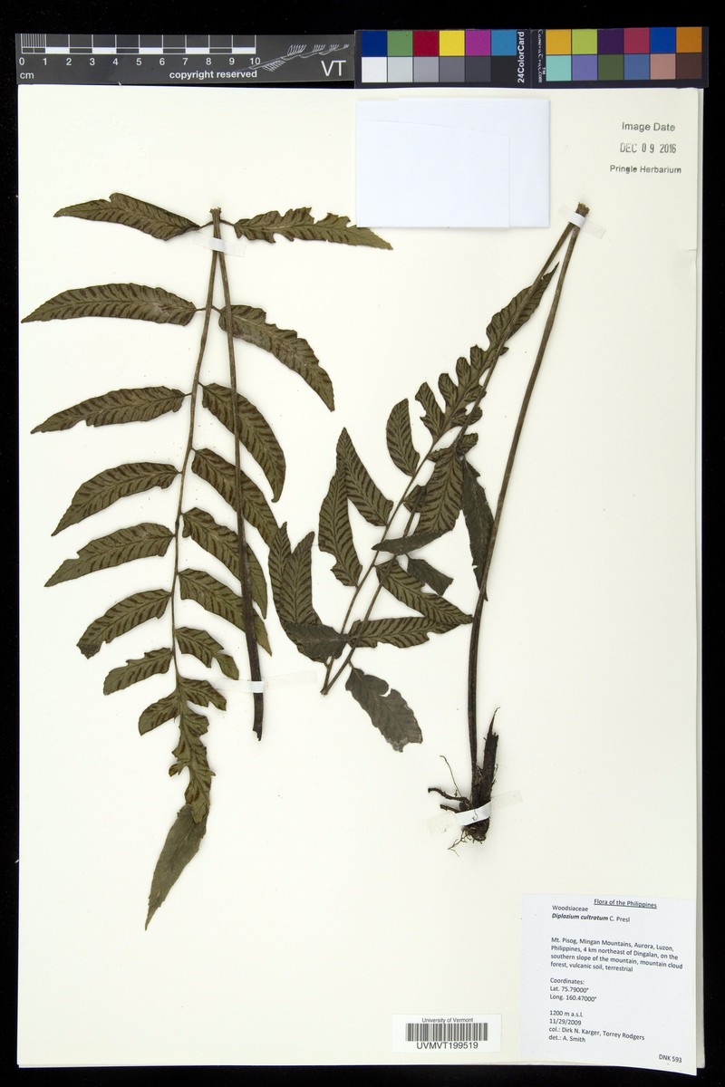 Diplazium cultratum photo 2