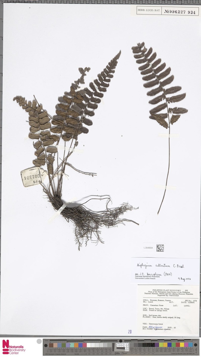 Diplazium cultratum photo 3
