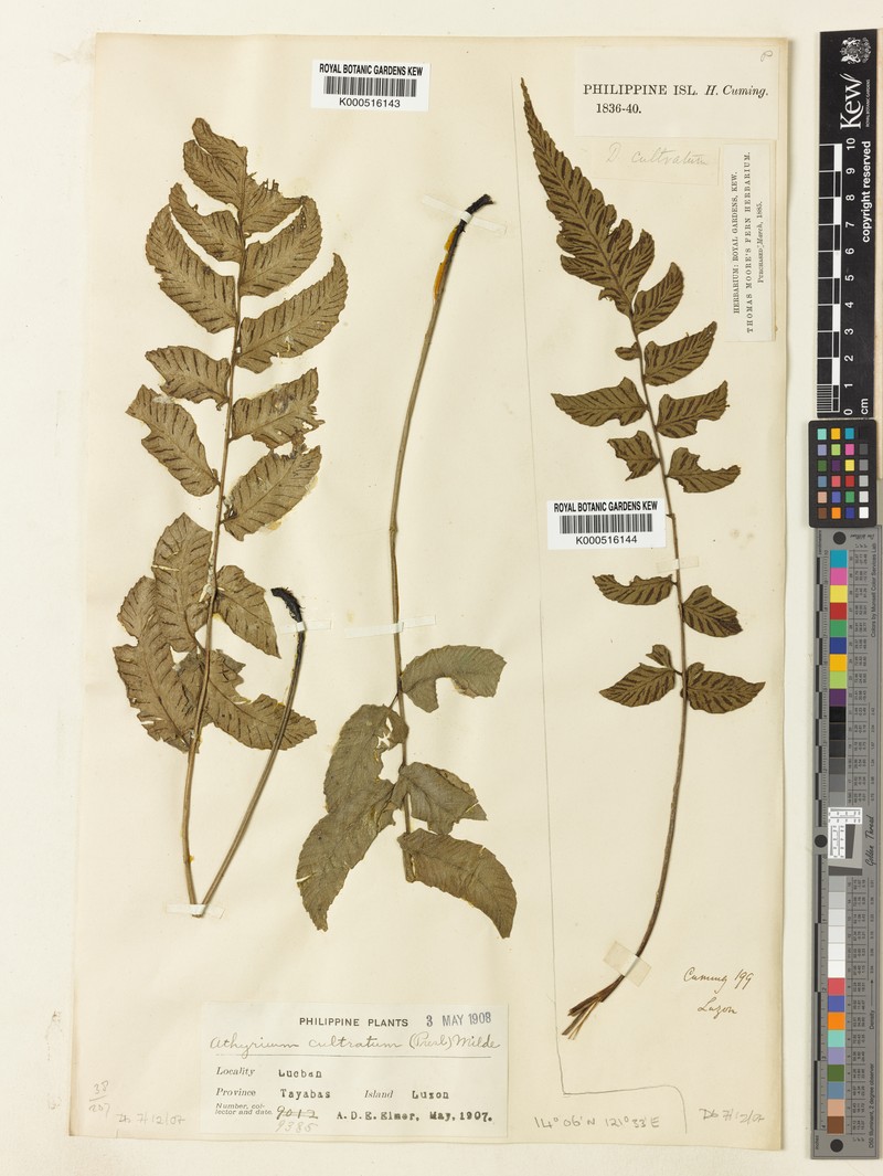 Diplazium cultratum photo 4