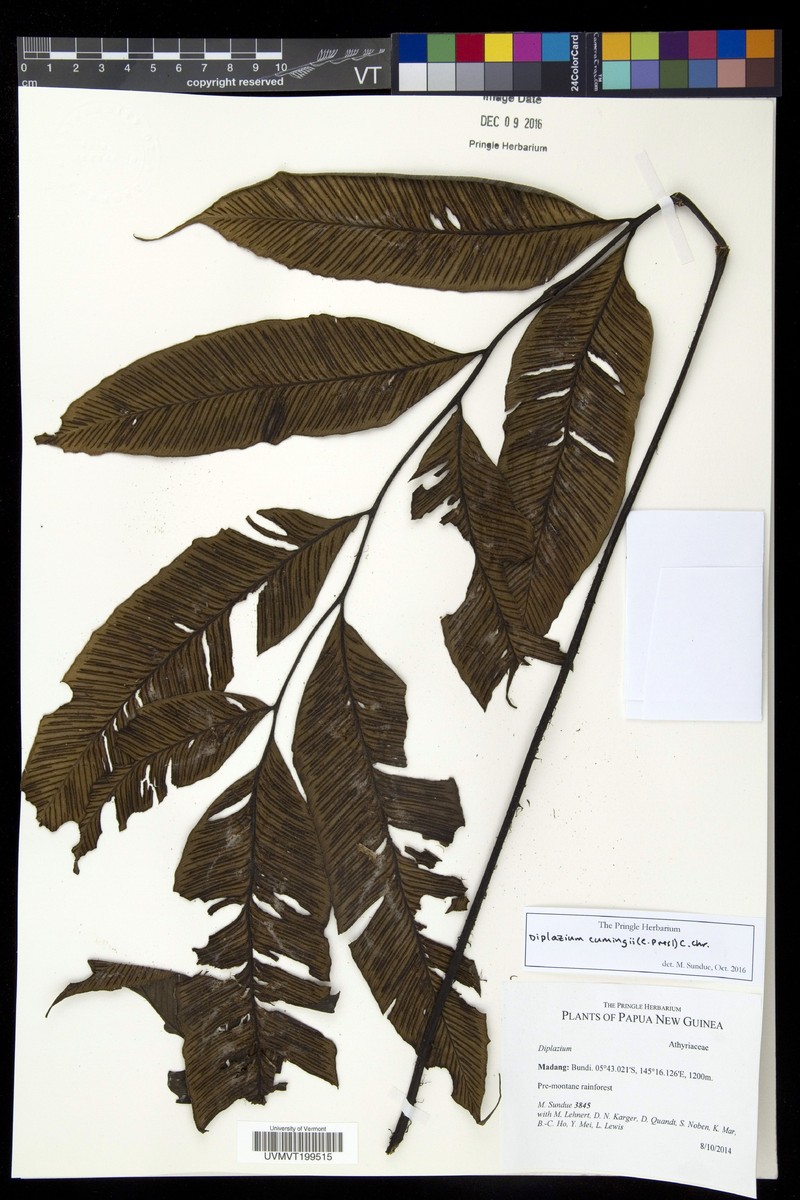 Diplazium cumingii