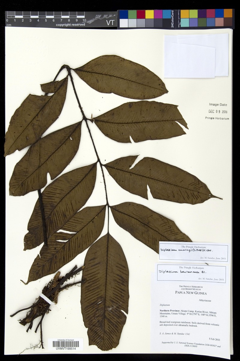 Diplazium cumingii photo 2