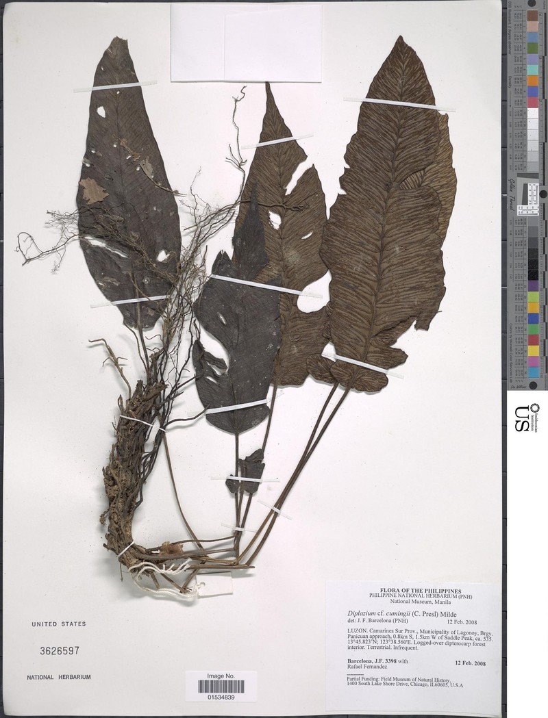 Diplazium cumingii photo 3