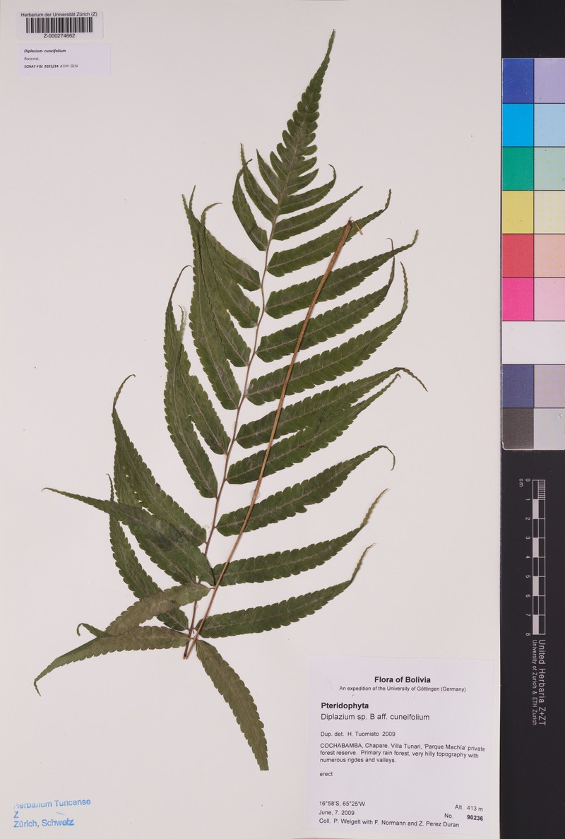 Diplazium cuneifolium photo 2
