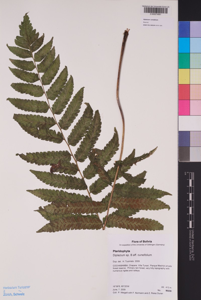 Diplazium cuneifolium photo 3