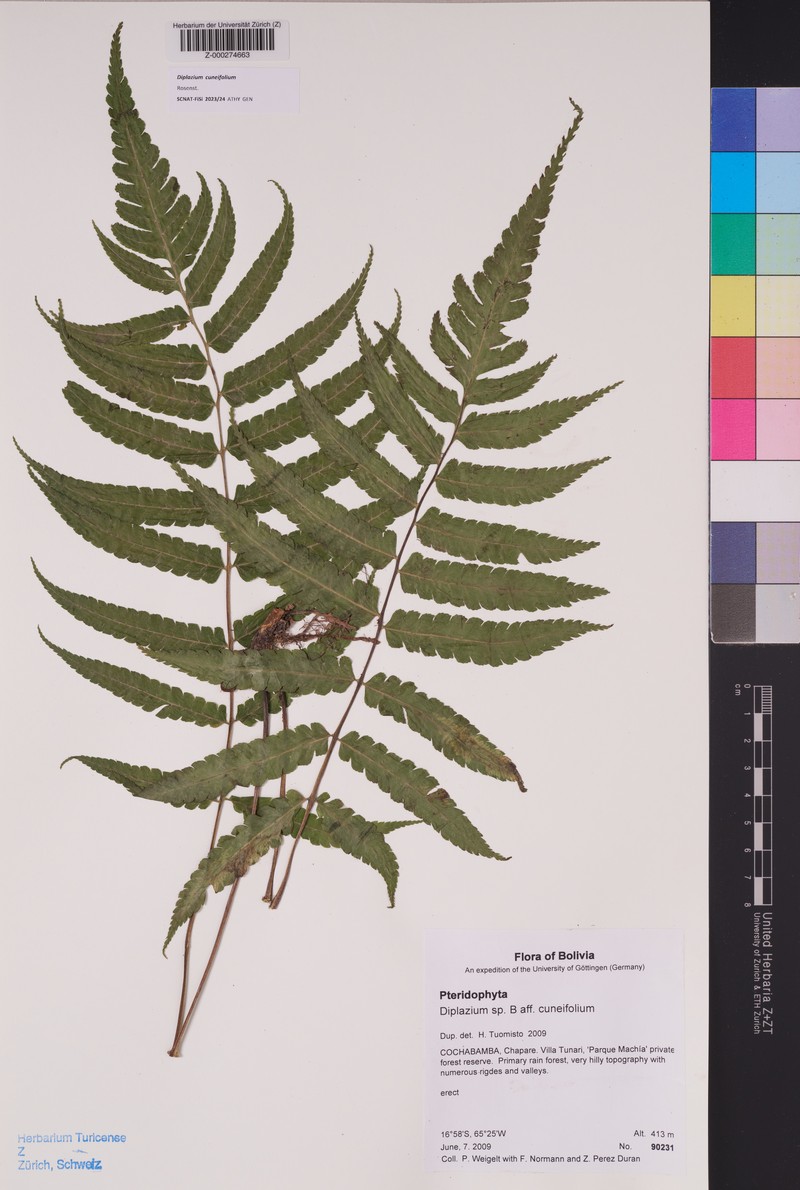 Diplazium cuneifolium photo 4