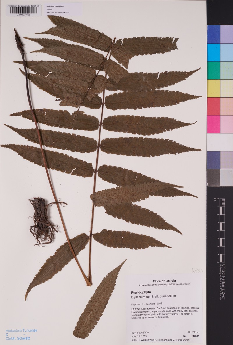 Diplazium cuneifolium photo 5