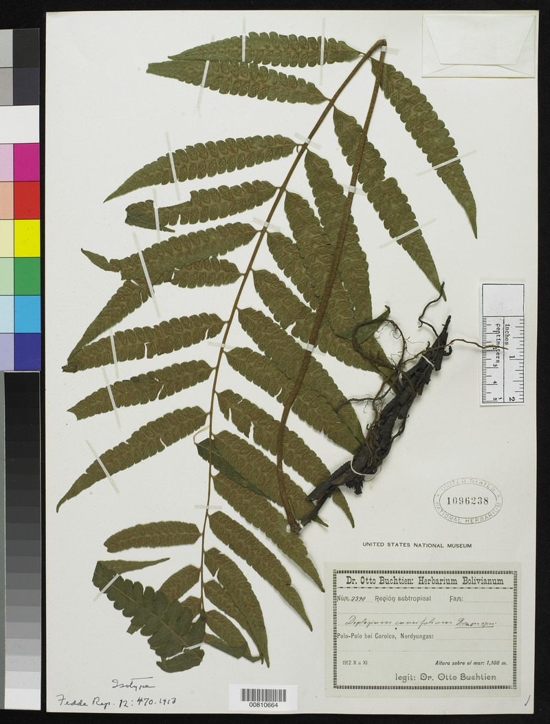 Diplazium cuneifolium