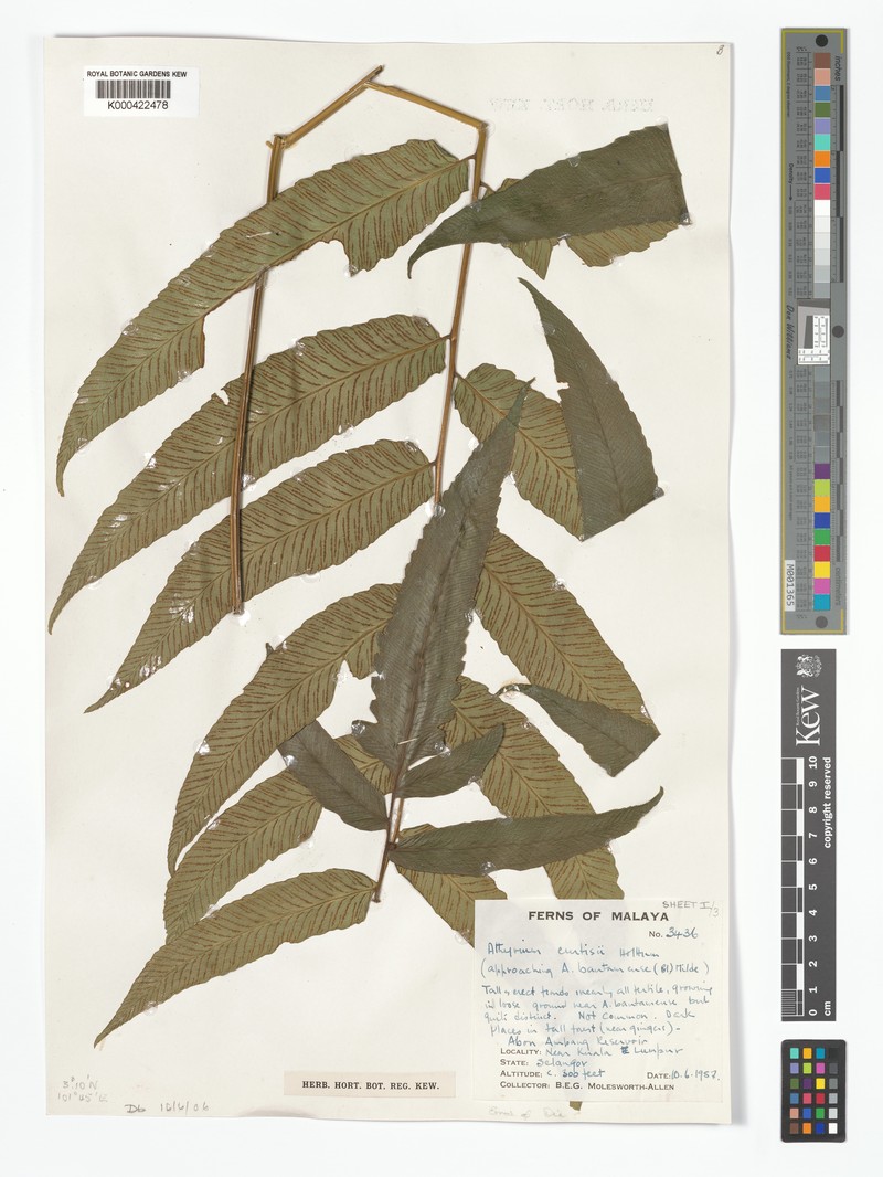 Diplazium curtisii