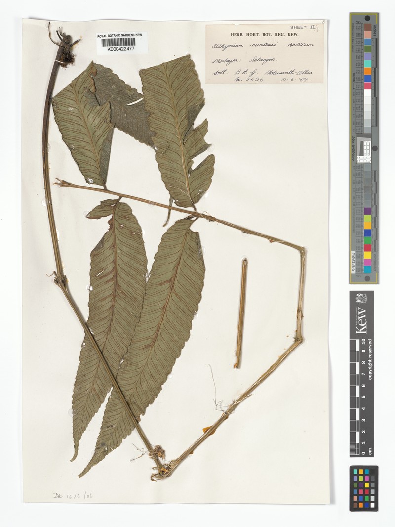 Diplazium curtisii photo 2