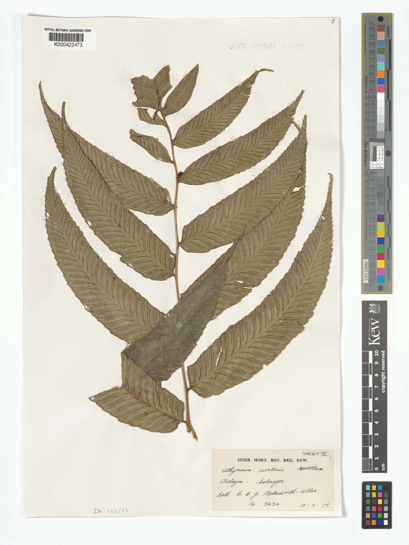 Diplazium curtisii photo 3