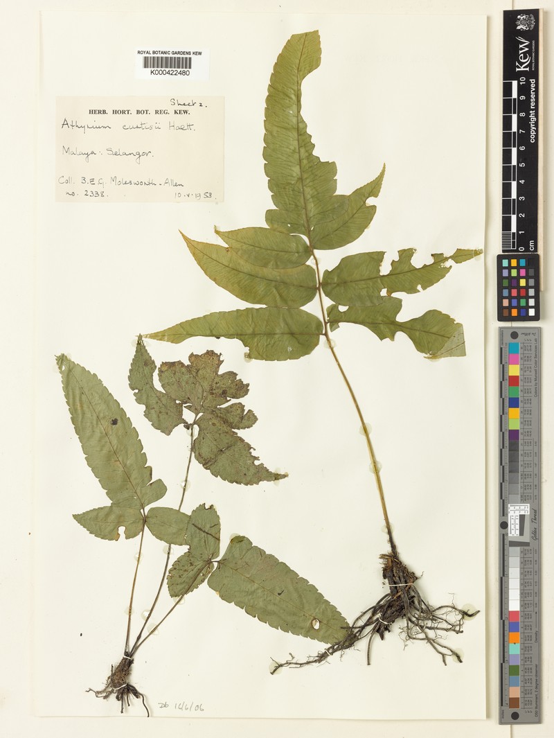 Diplazium curtisii photo 4