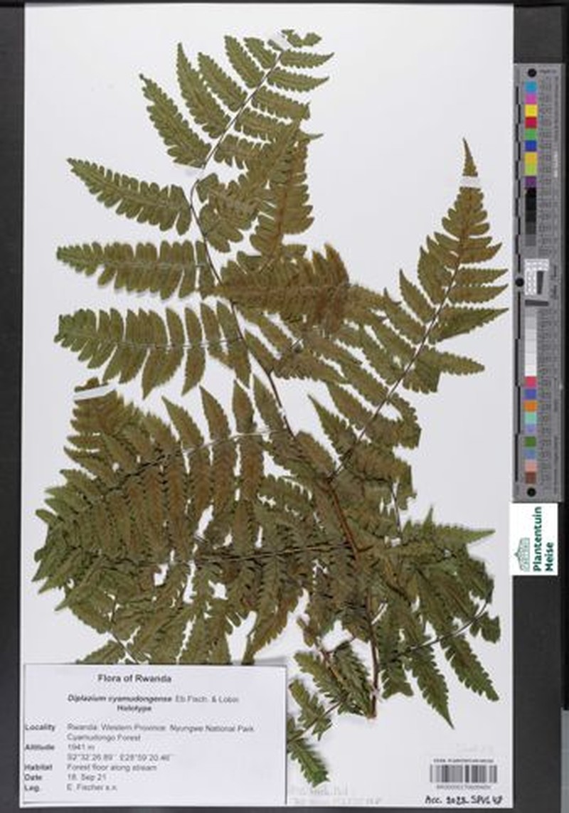 Diplazium cyamudongoense