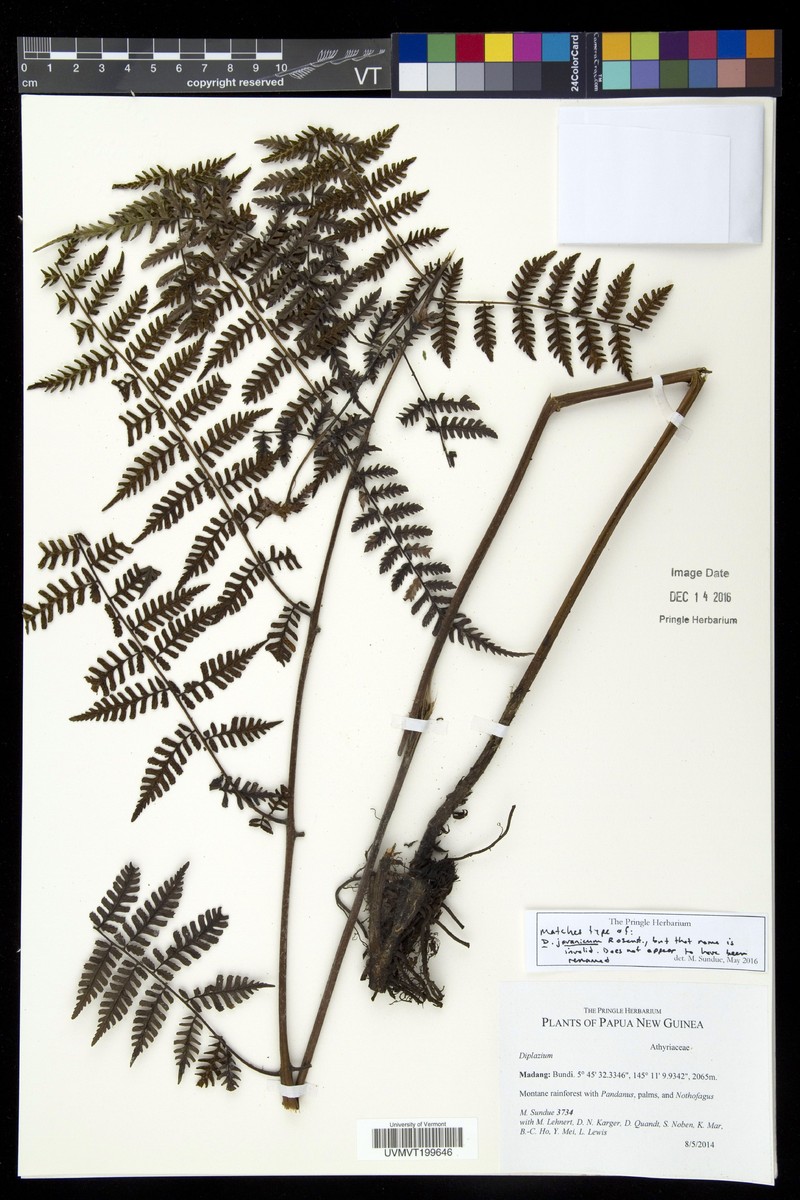 Diplazium cyatheifolium