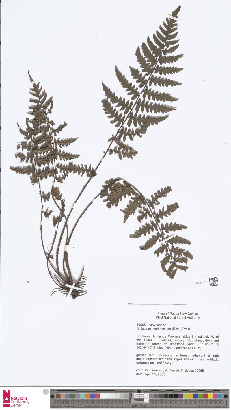 Diplazium cyatheifolium photo 2