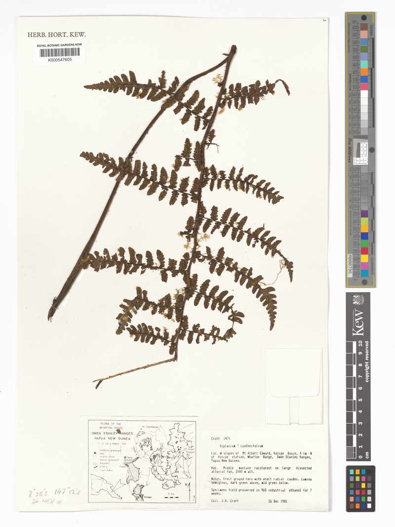 Diplazium cyatheifolium photo 3