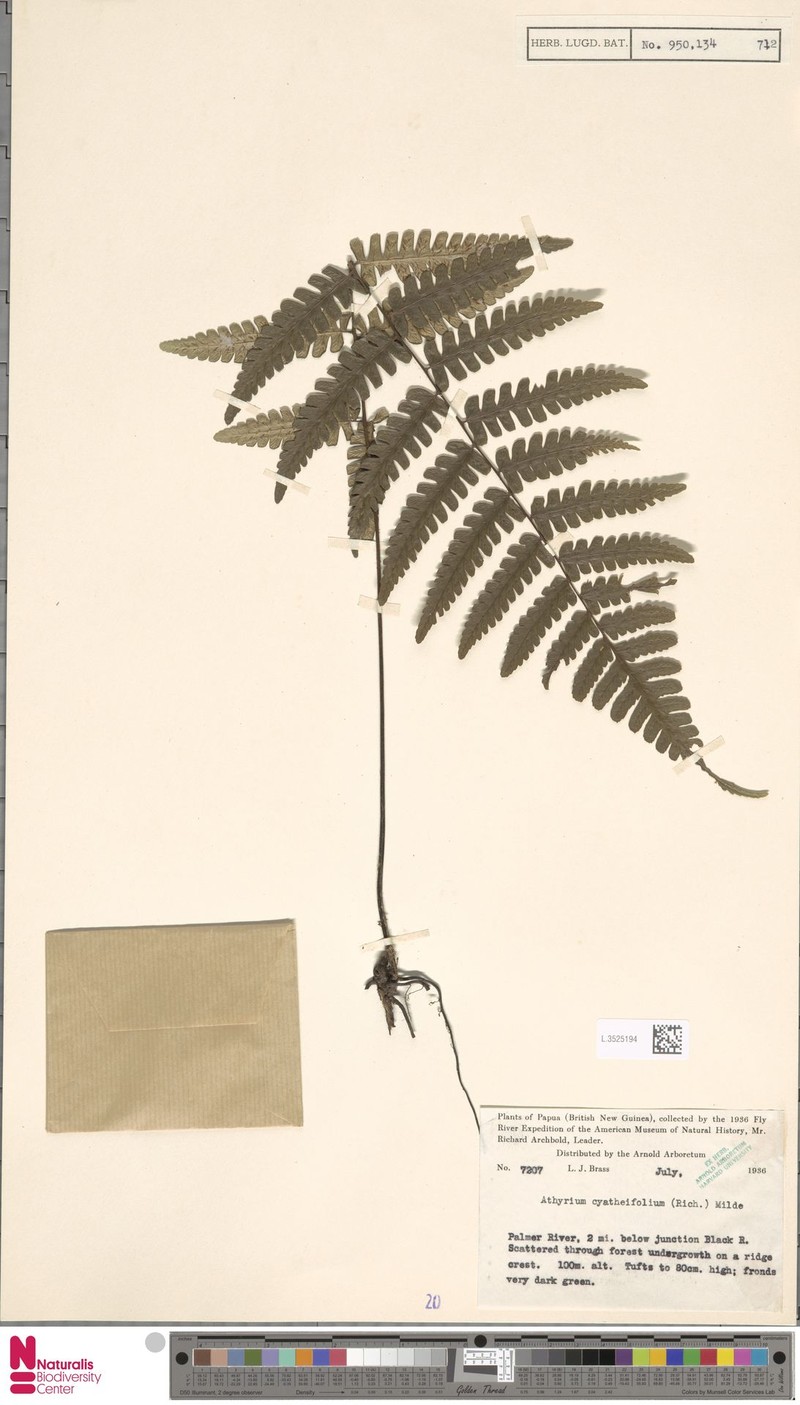 Diplazium cyatheifolium photo 4
