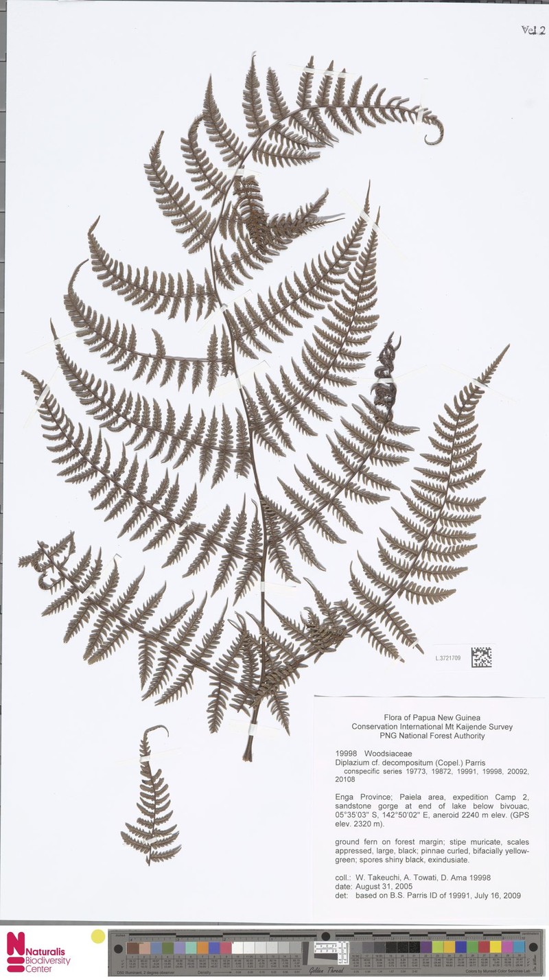 Diplazium decompositum photo 2
