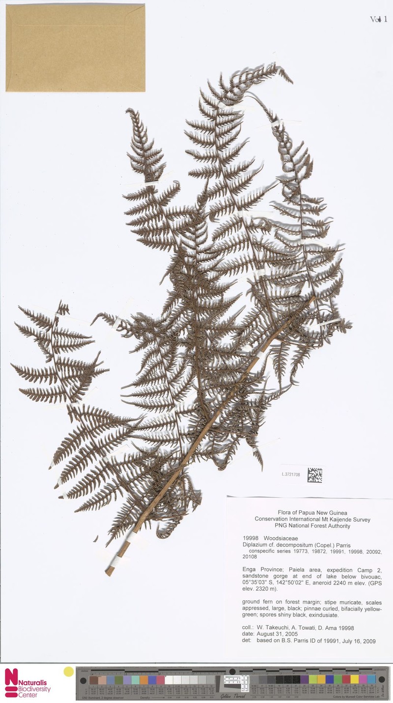 Diplazium decompositum photo 3
