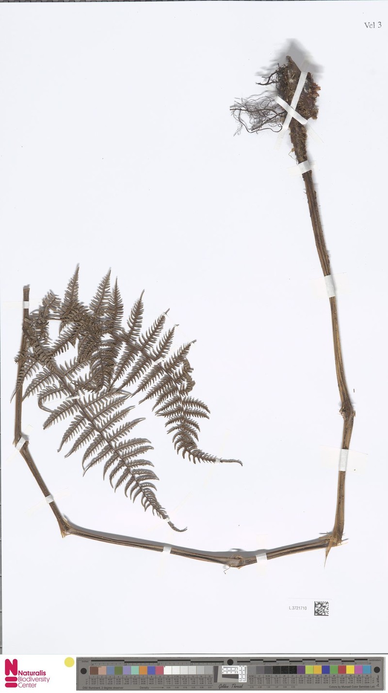 Diplazium decompositum photo 4