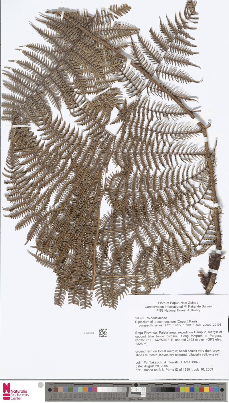 Diplazium decompositum photo 5