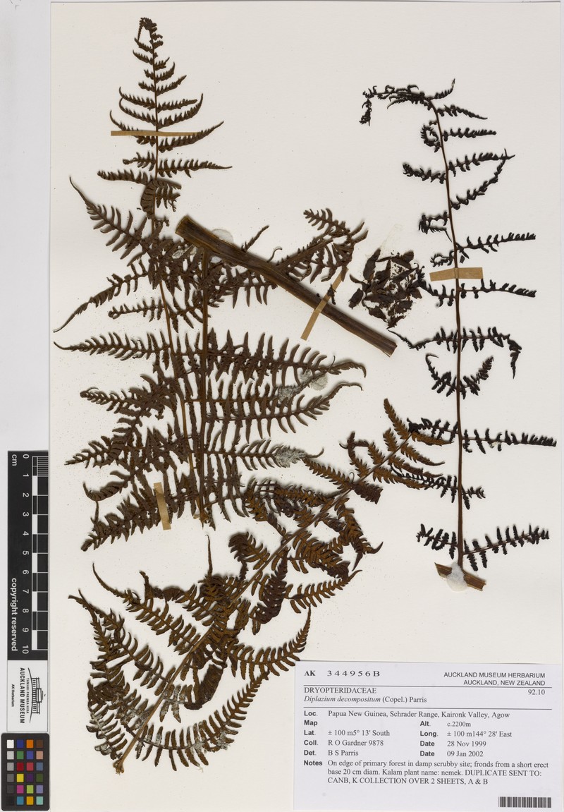 Diplazium decompositum