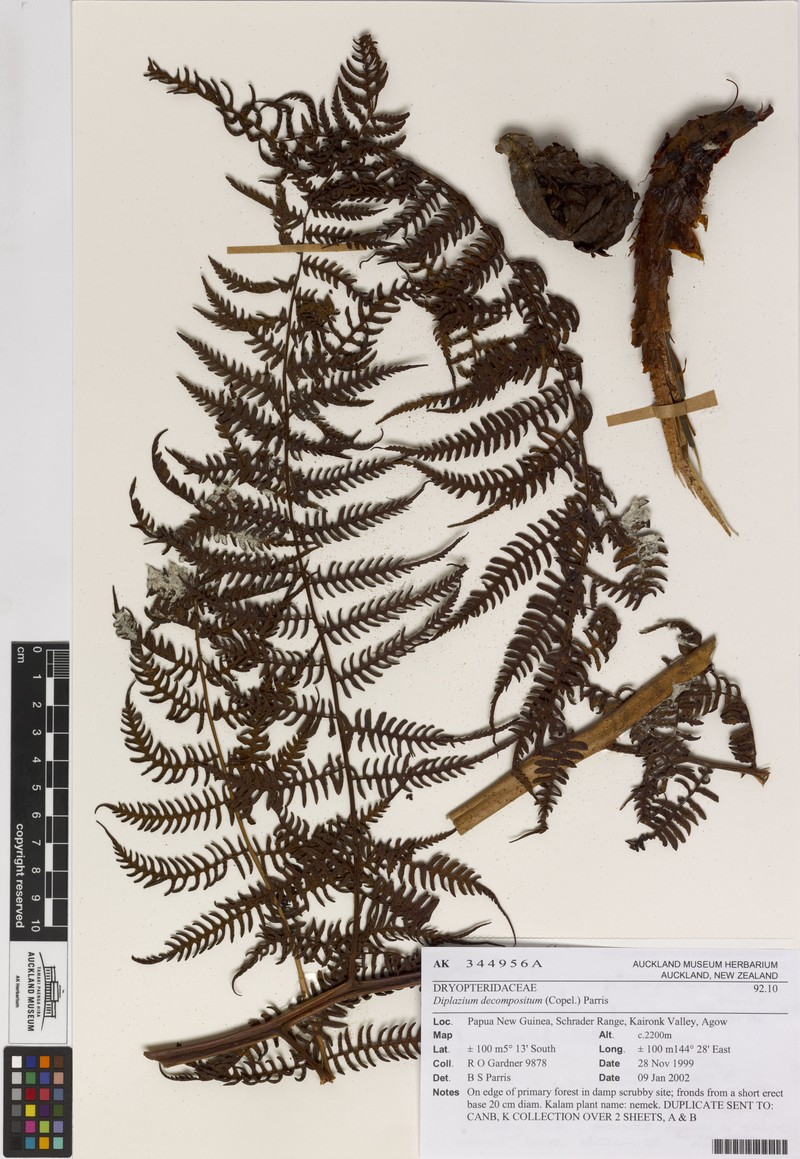 Diplazium decompositum photo 6