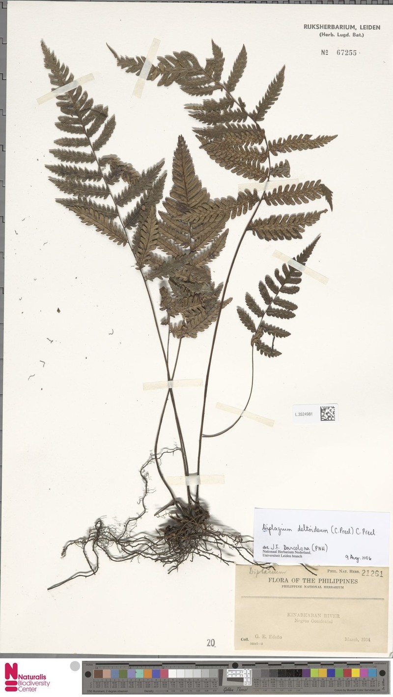 Diplazium deltoideum