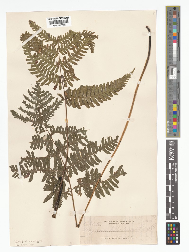 Diplazium deltoideum photo 2