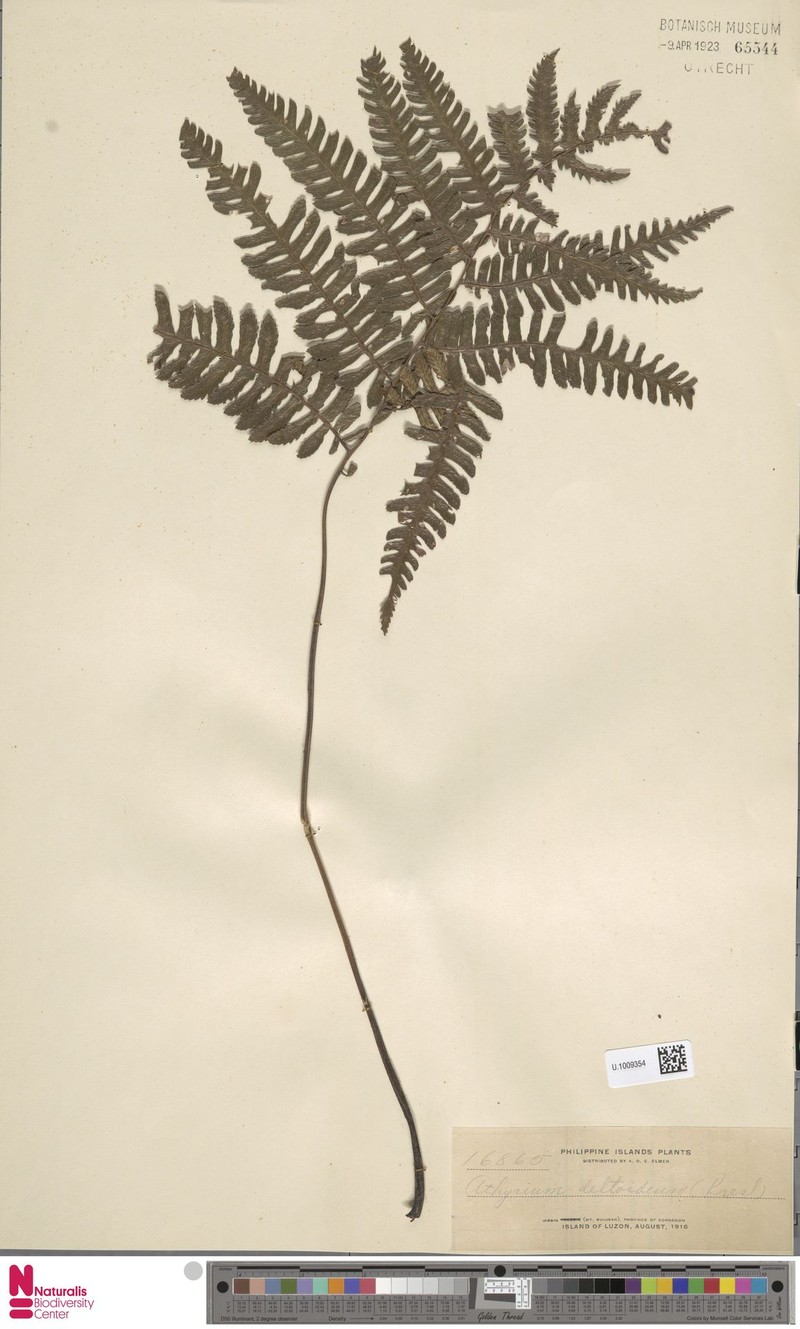 Diplazium deltoideum photo 3