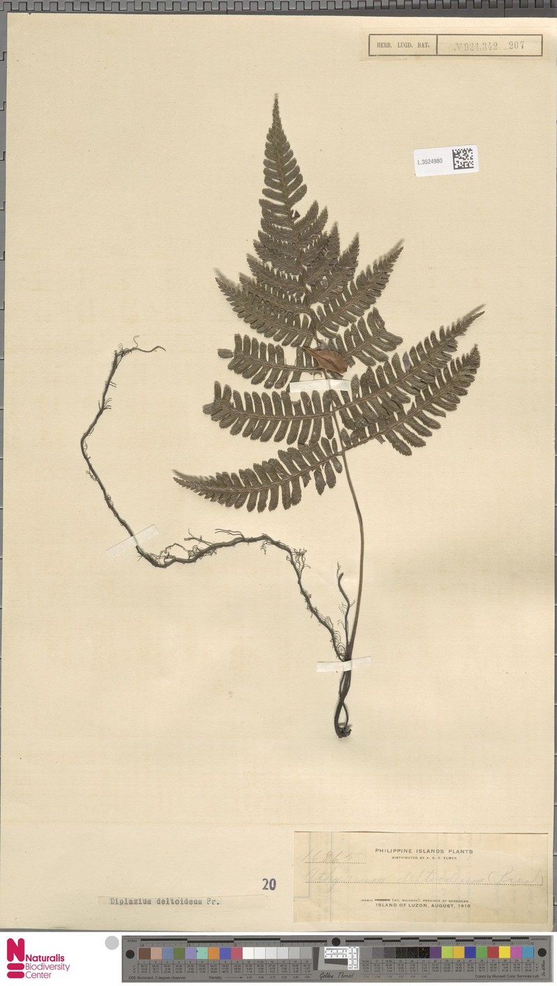 Diplazium deltoideum photo 4