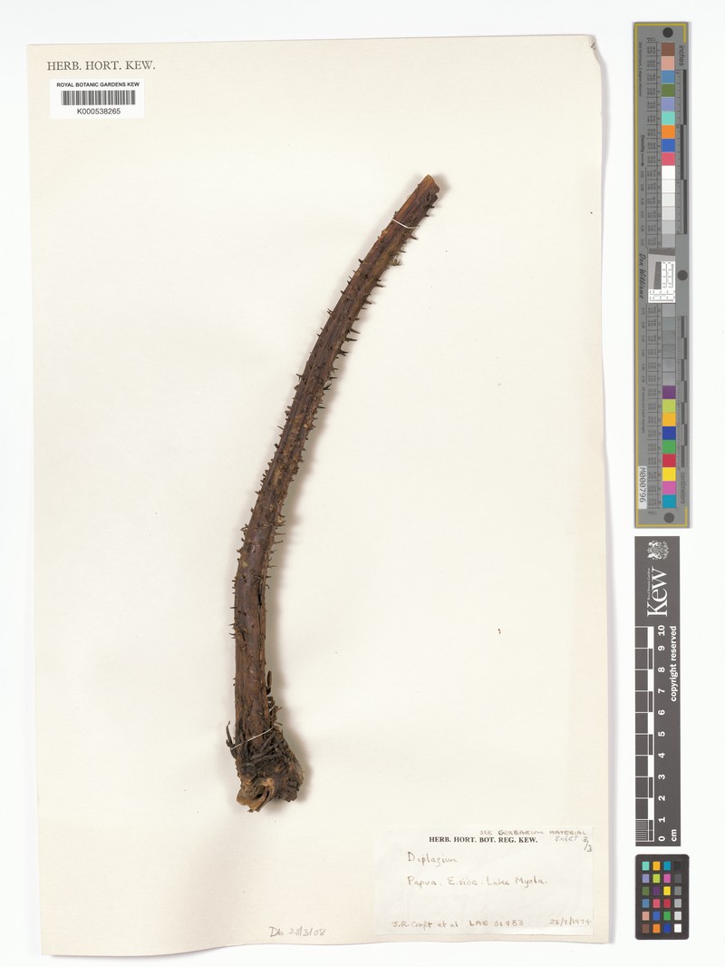 Diplazium dielsii