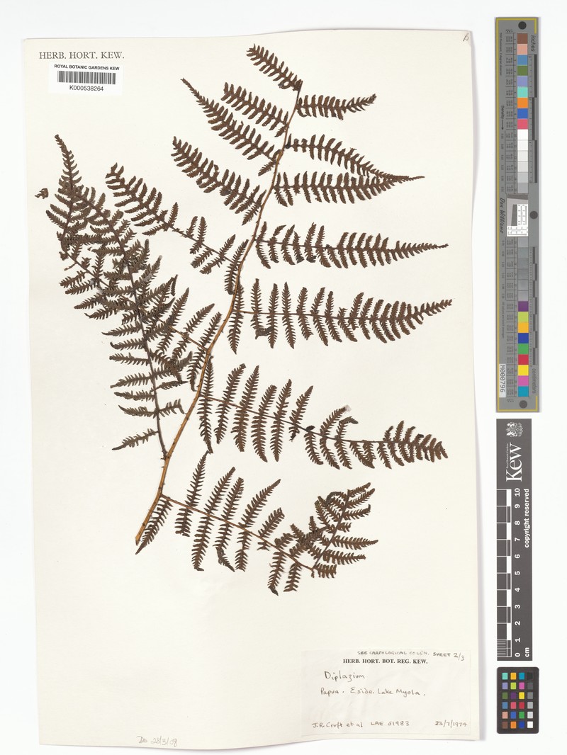 Diplazium dielsii photo 2