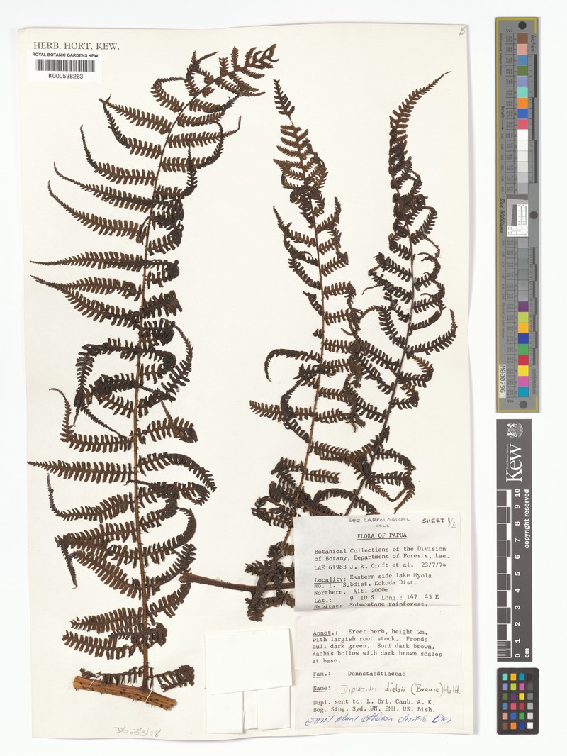 Diplazium dielsii photo 3