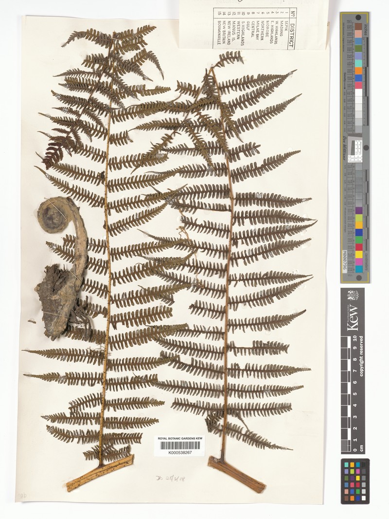 Diplazium dielsii photo 4