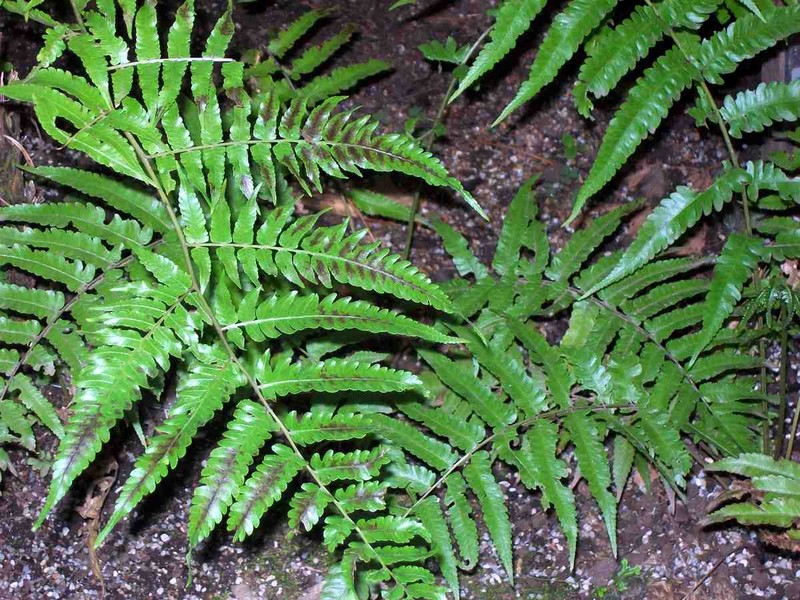 Diplazium dietrichianum