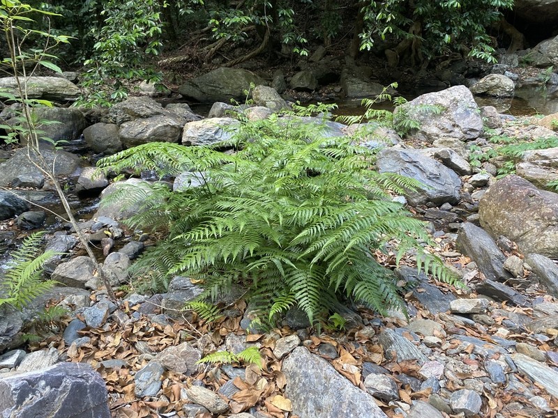 Diplazium dietrichianum photo 2