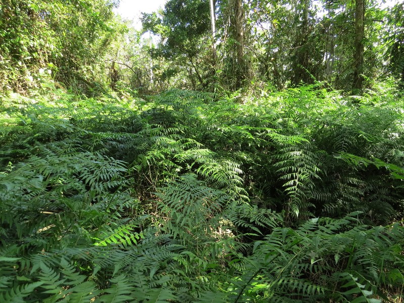 Diplazium dietrichianum photo 3