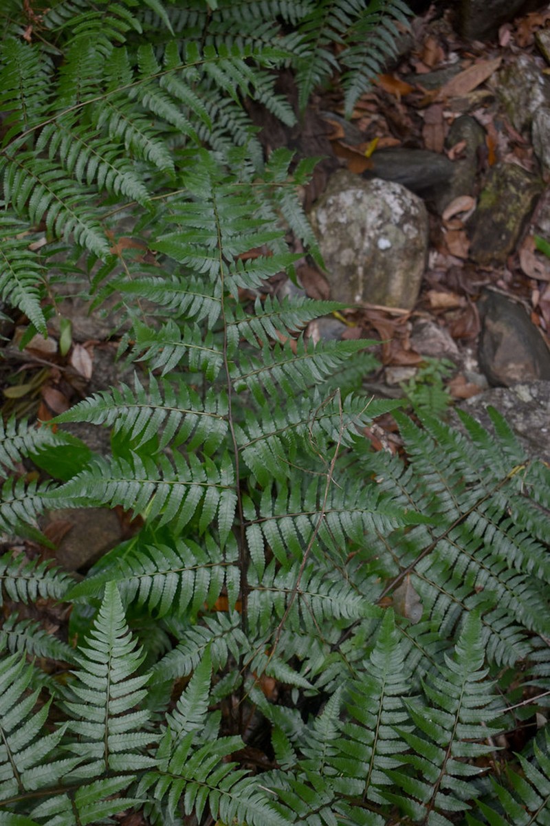 Diplazium dietrichianum photo 4