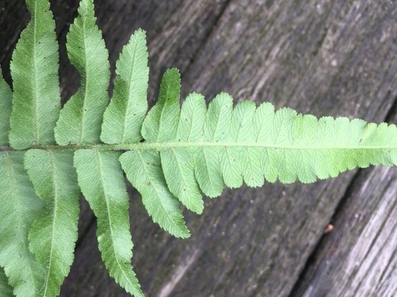 Diplazium dietrichianum photo 5