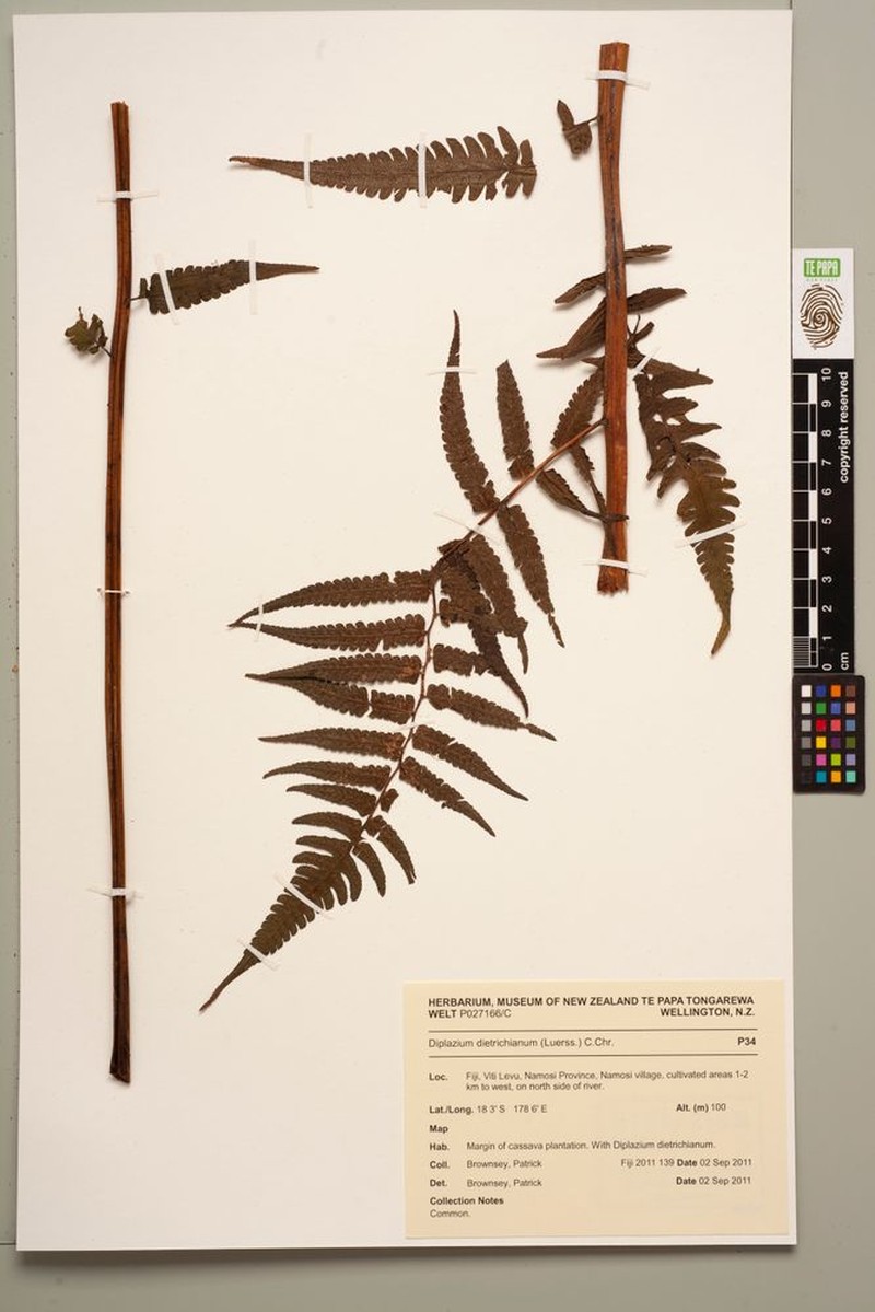 Diplazium dietrichianum photo 6