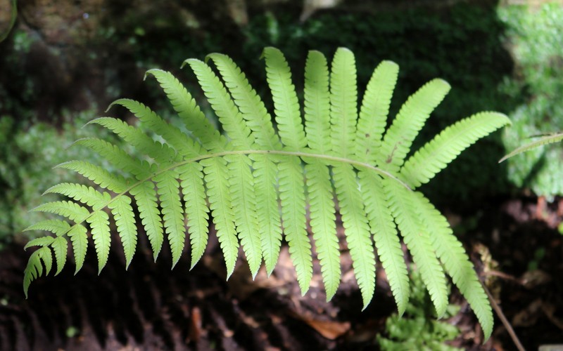 Diplazium dilatatum