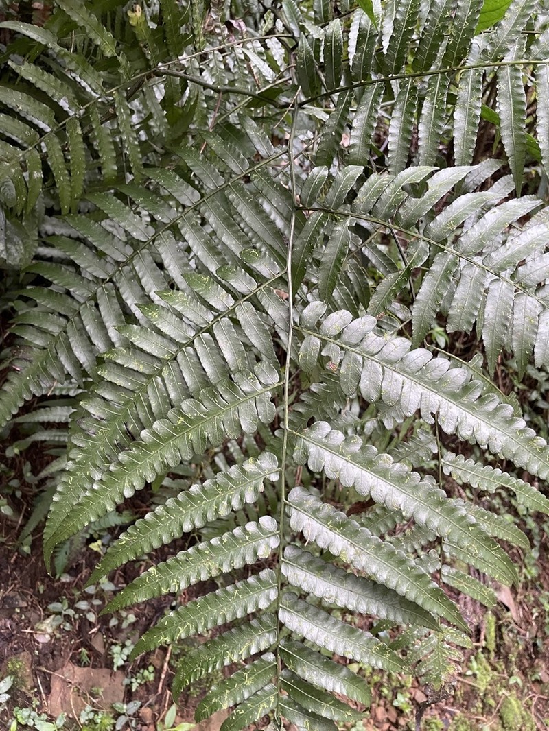 Diplazium dilatatum photo 2