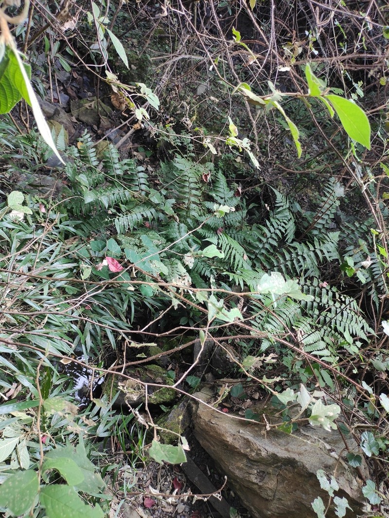 Diplazium dilatatum photo 4