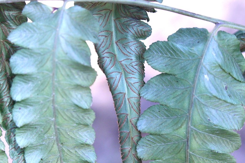 Diplazium dilatatum photo 5