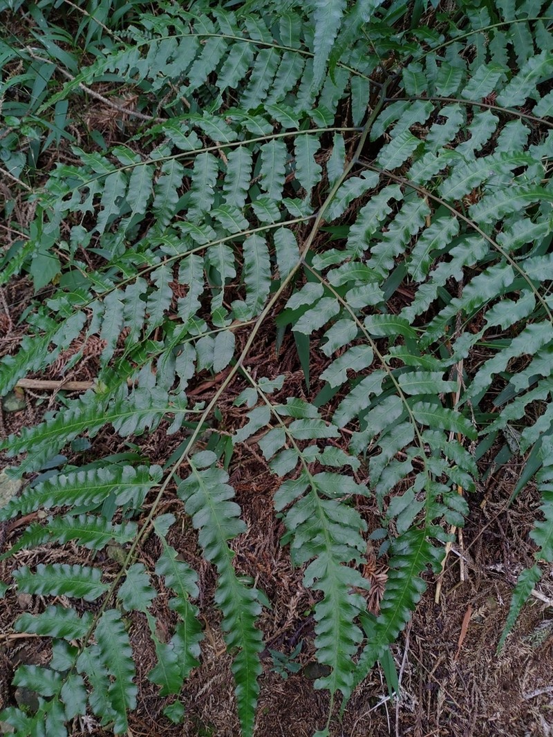 Diplazium dilatatum photo 6
