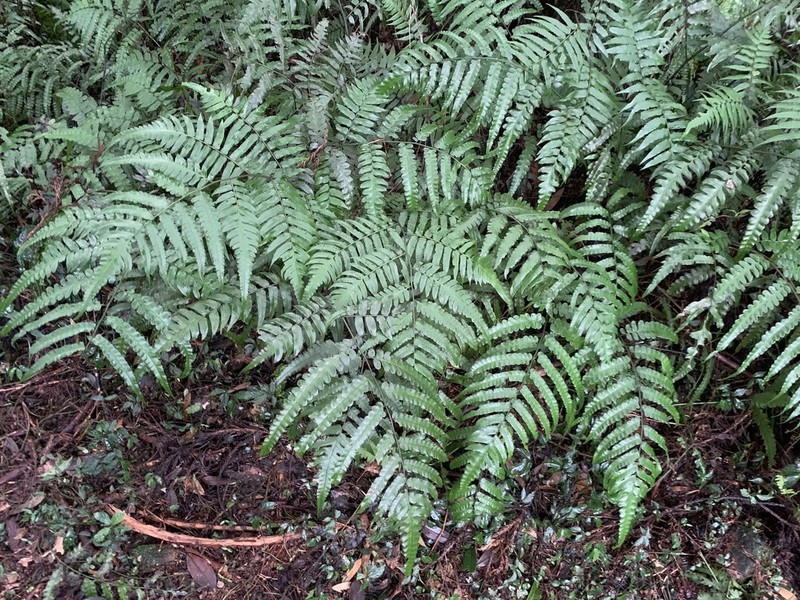 Diplazium dilatatum photo 7